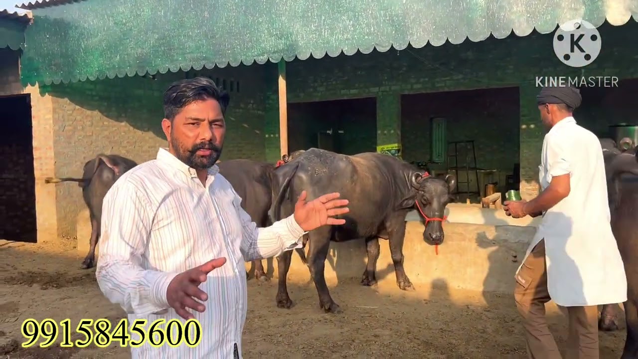 3ਤੋਕੜ ਗੱਬਣ ਝੋਟੀਆਂ