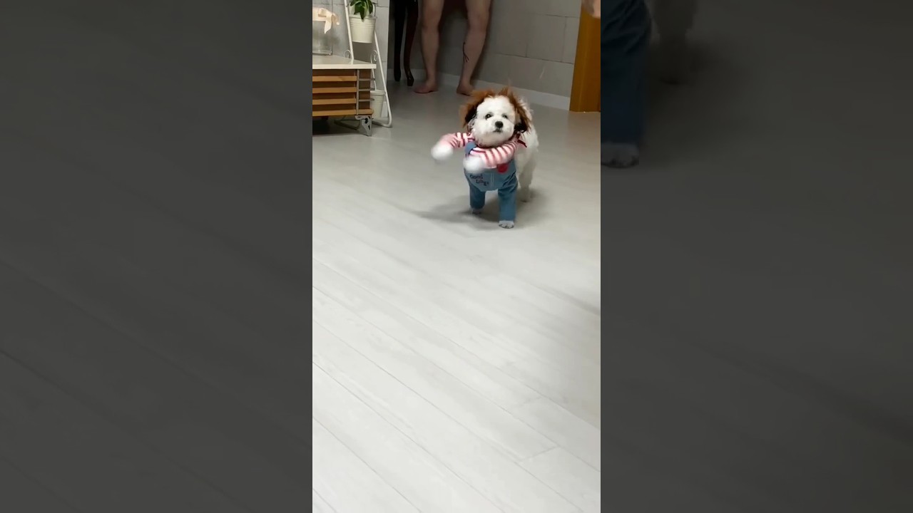 Perrito disfrazado de Chucky