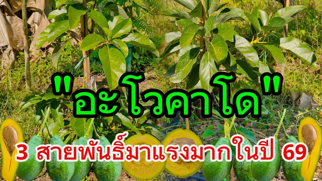 อะโวคาโด 3 สายพันธิ์อร่อยมาแรงมากในปี 2569 สามารถปลูกติดผลได้ในพื้นที่ราบทั่วไปและทำผลขายราคาดี