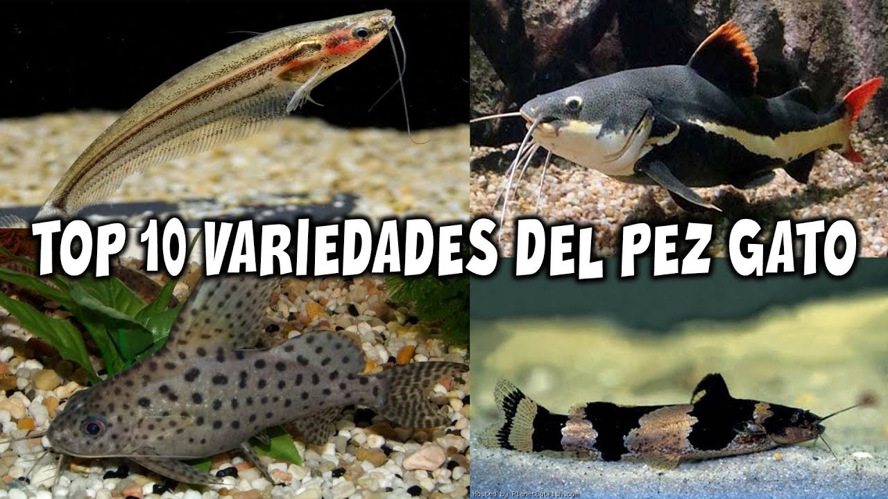 Top 10 variedades del PEZ GATO | AcuariosLP