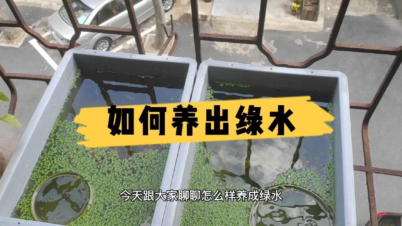 究竟要如何才能养出绿水？实际方法告诉你其实很简单。