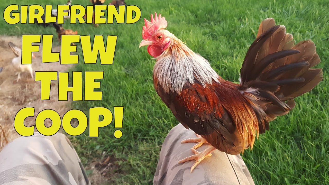 Serama Chickens CAN FLY!!  Mama Hen stuck in Huge Oak Tree.  [Miniature Chickens]
