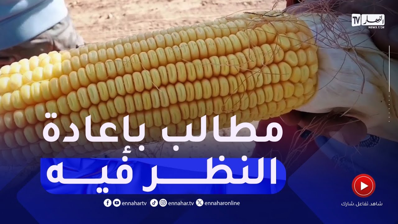 منع الفلاحين من حصاد الذرة خضراء..مطالب بإعادة النظر في القرار