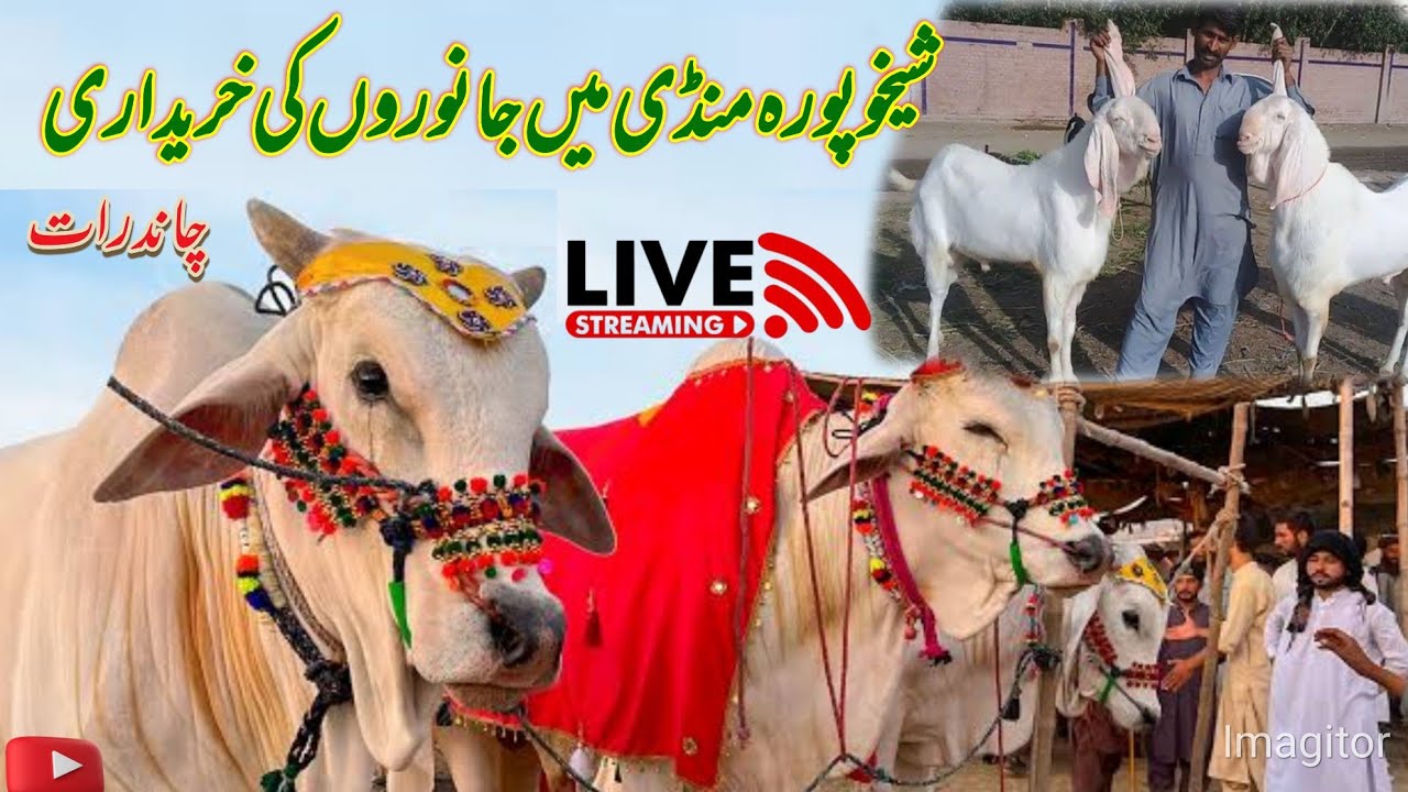 Bakra Mandi Sheikhupura // Chand Raat | live Program // 2025 // #Mandirate