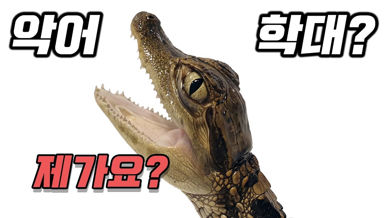 제가 악어 학대를 했다구요? #spectacled #caiman #tame