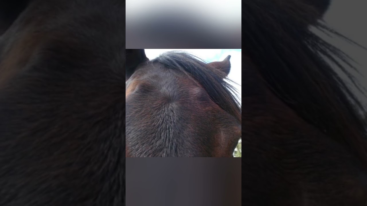 Horned horses