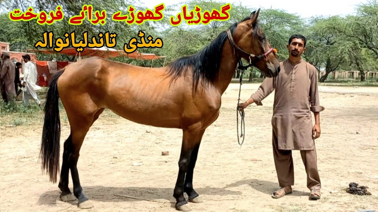 Horse mandi Tandlianwala|horse sale purchase point in Pakistan