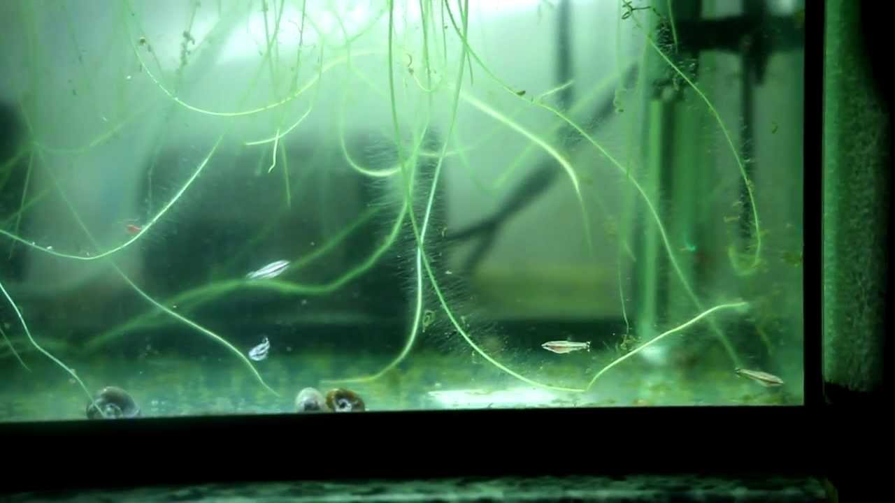 Reproducción de Nannostomus marginatus