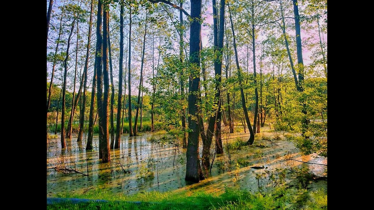 Pamiętnik z wakacji #5   Sobiborski Park Krajobrazowy