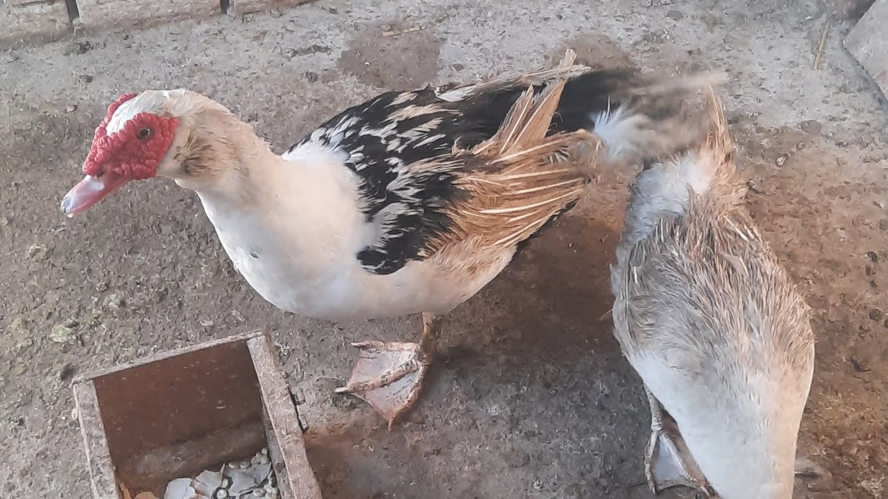 خلاص البطه  البيضه نتفت الريش خلاص كدى هترقد تعالو نشوف هترقد بعد كام يوم من نتف الريش وعلامات  رقد 