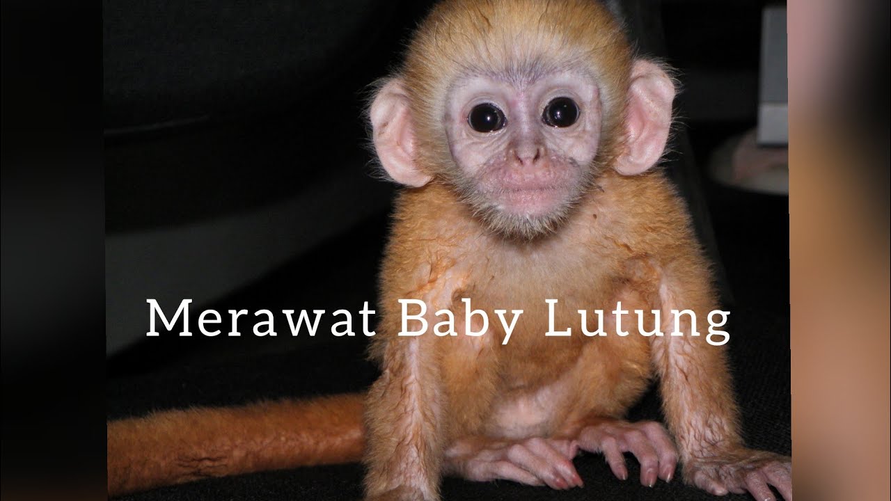 Merawat Baby Lutung 🐒