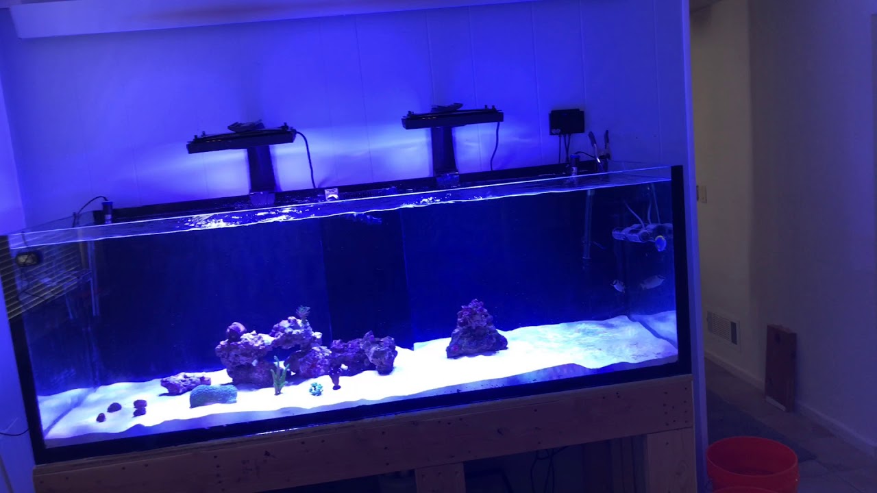 Acuario marino y explicación ciclado rápido