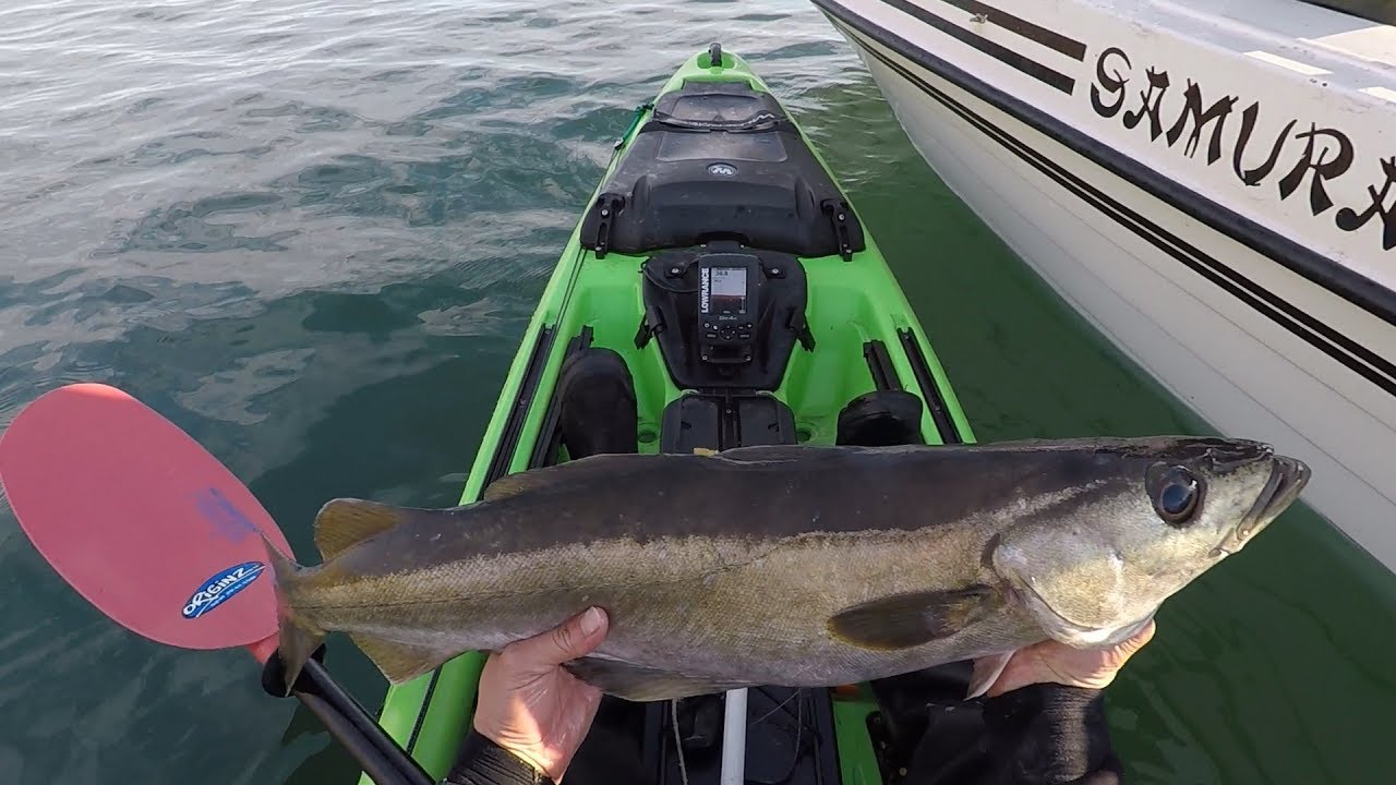 Early Morning kayak fishing for Pollock and Cod