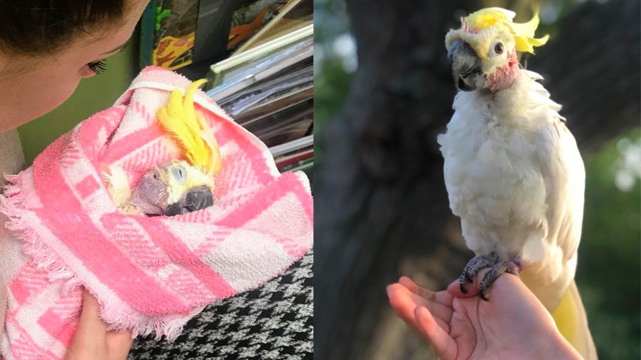 Rescue Cockatoo Ramona's Story | Loved For Six Months