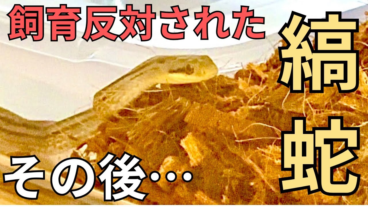 【必ず許可を取りましょう】生き物を飼うために家族の同意は必要です🏠