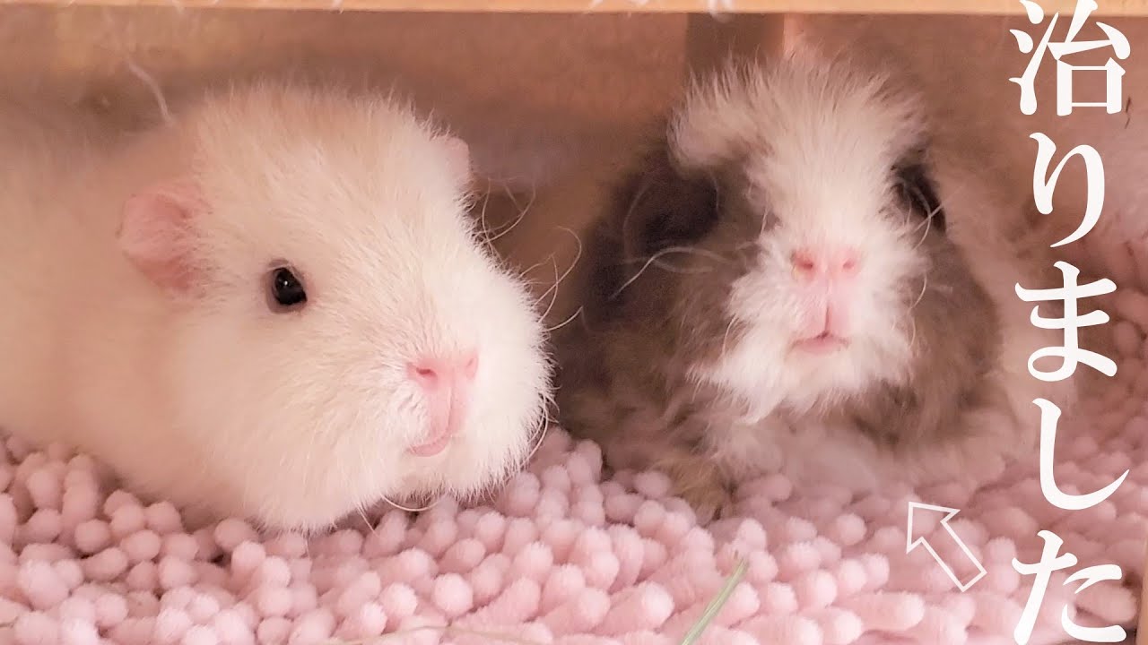 Морская свинка, которая плохо себя чувствовала, теперь чувствует себя хорошо!