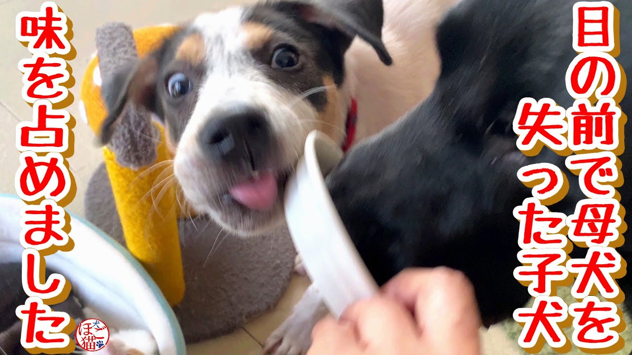 【子犬　保護犬　保護猫】野犬の子犬、味を占めました
