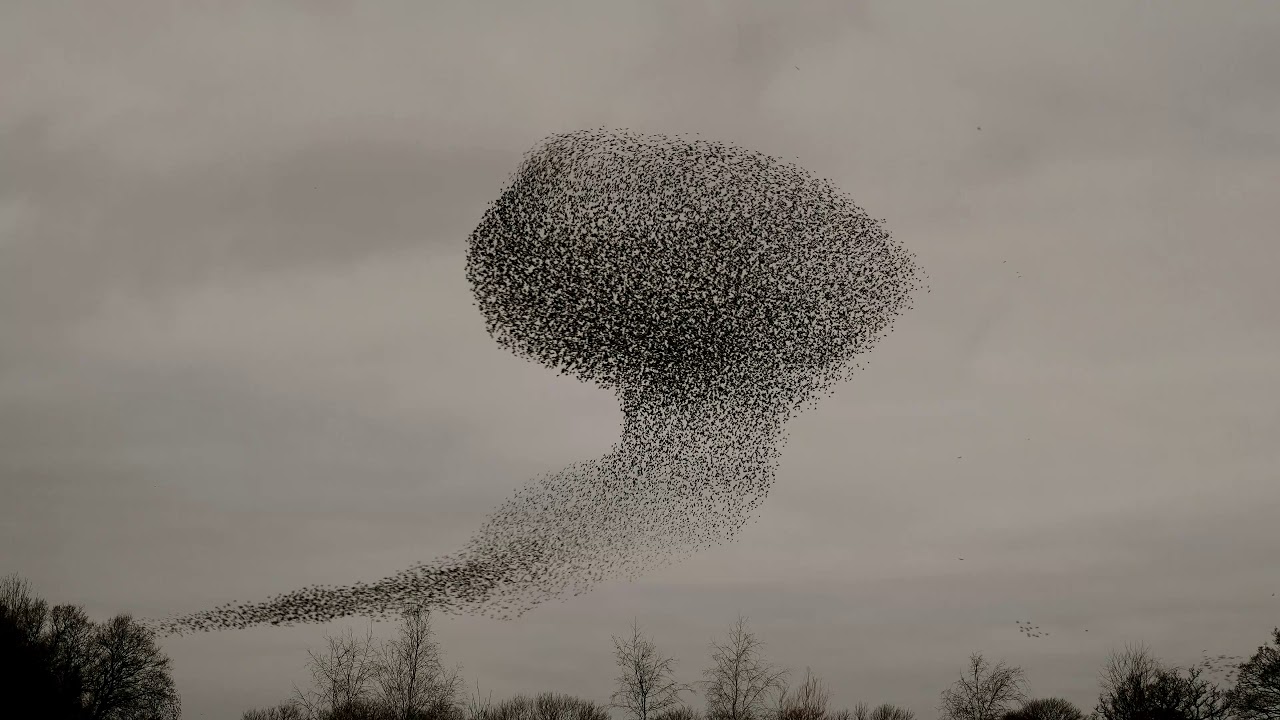 Starling Murmuration in 4K