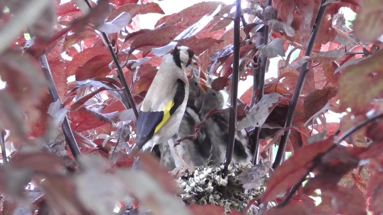 Stieglitze füttern Junge im Nest. Eifel / Dohr