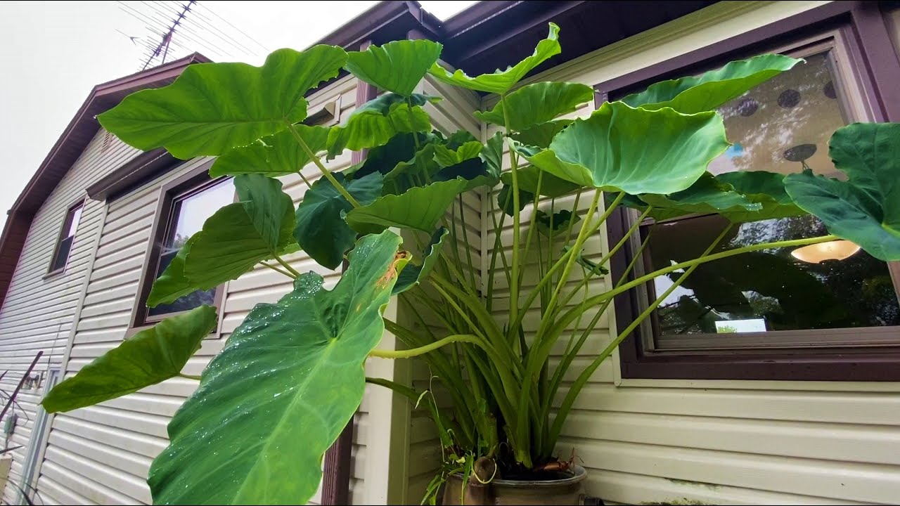 Growing Grocery Bought Taro Bulbs in a DIY Barrel Bog Filter (Part 1 of 2)