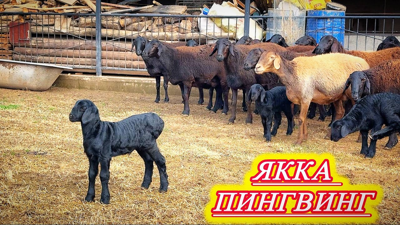 ДАРД БИЛМАС ҚЎЙ ХИСОРИ ГАРД БИЛМАС ҚЎЙ ХИСОРИ