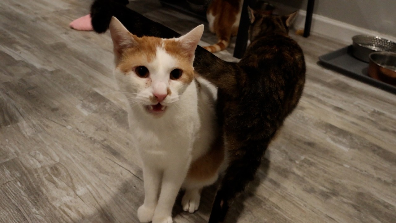 She's in love with her sister's boyfriend, and he likes it.