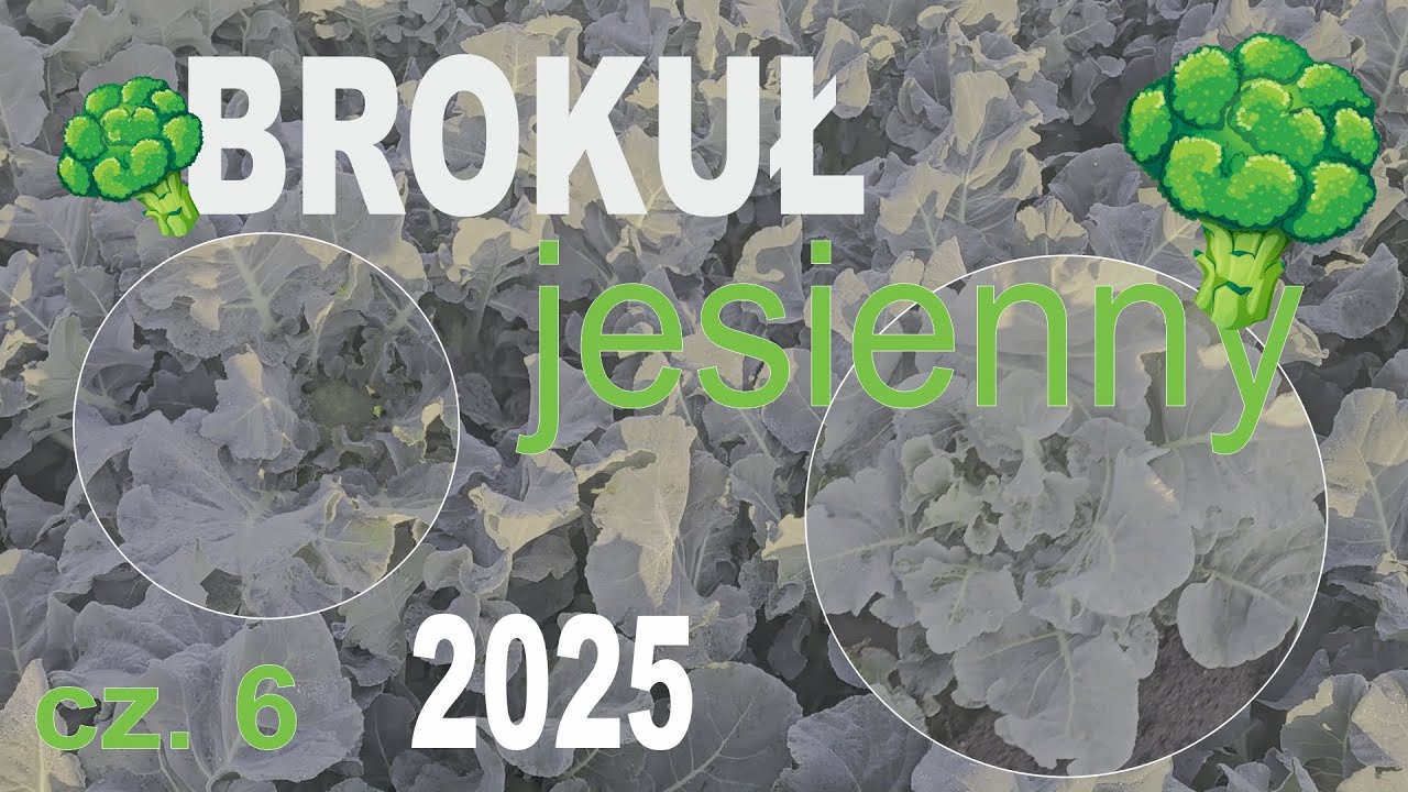 Brokuł jesienny 2025 cz. 6 🥦🥦