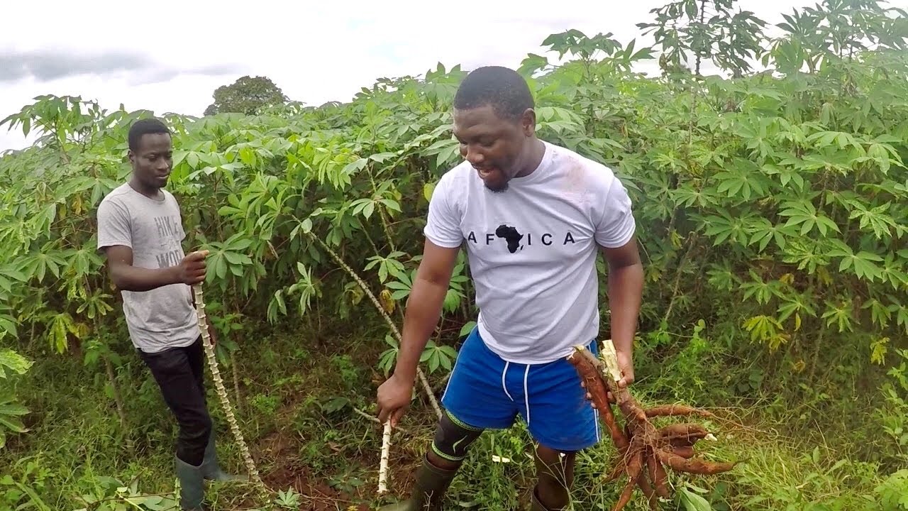 Why Cassava Farming  Changed My Life!