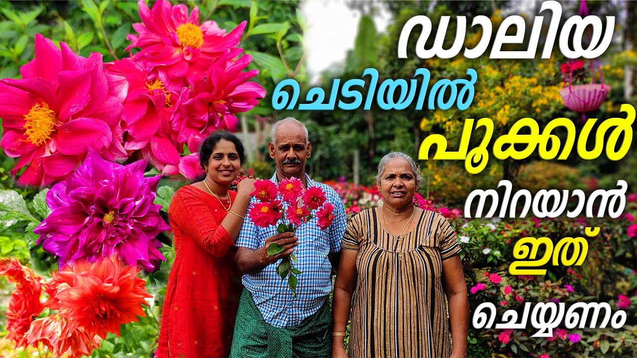 ഇനി ഡലിയയിൽ പൂക്കൾ കൊണ്ടൊരു ഉത്സവം|Now a festival with flowers in Dalia|J4u Tips