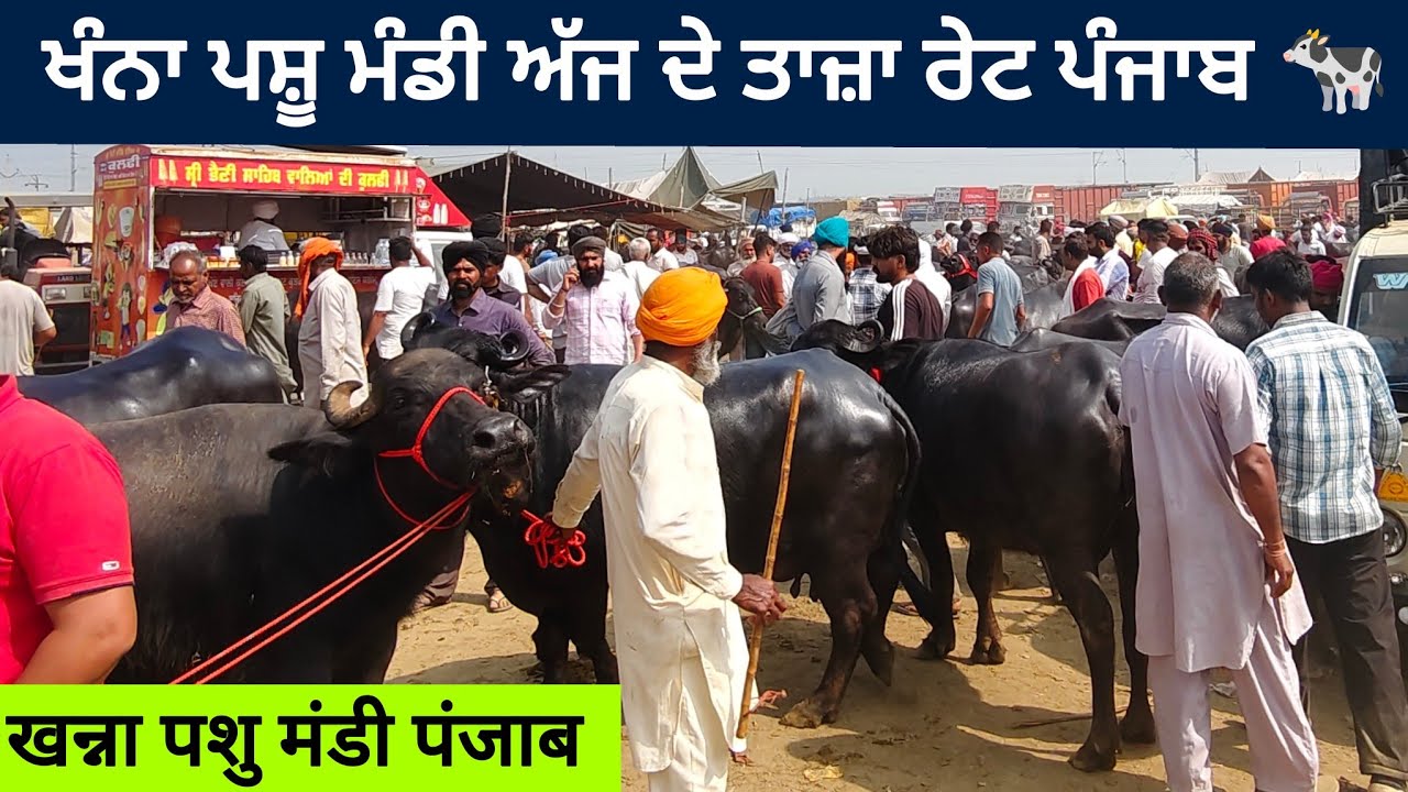ਖੰਨਾ ਪਸ਼ੂ ਮੰਡੀ ।। Khanna Pashu mandi today।। #buffalo #cow