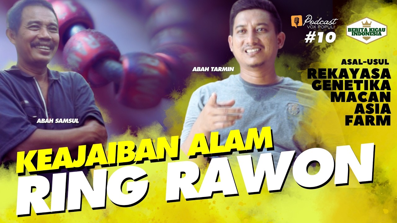 POCHODZENIE RING RAWON BRAWLEY‼️ Krzyż&oacute;wka SMM Champion MURAI Birds kontra Ring Rawon w Macan Asi...
