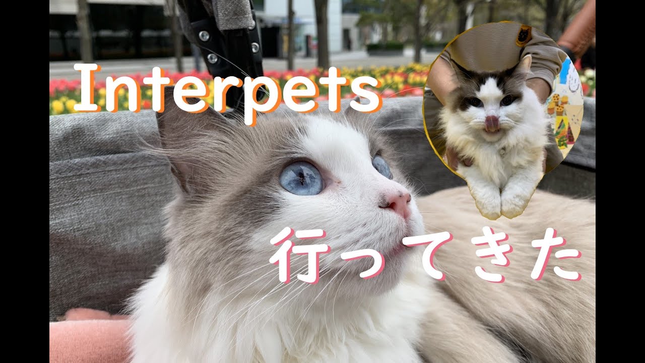 猫とヘイトごはん｜インターペットに行ってきた