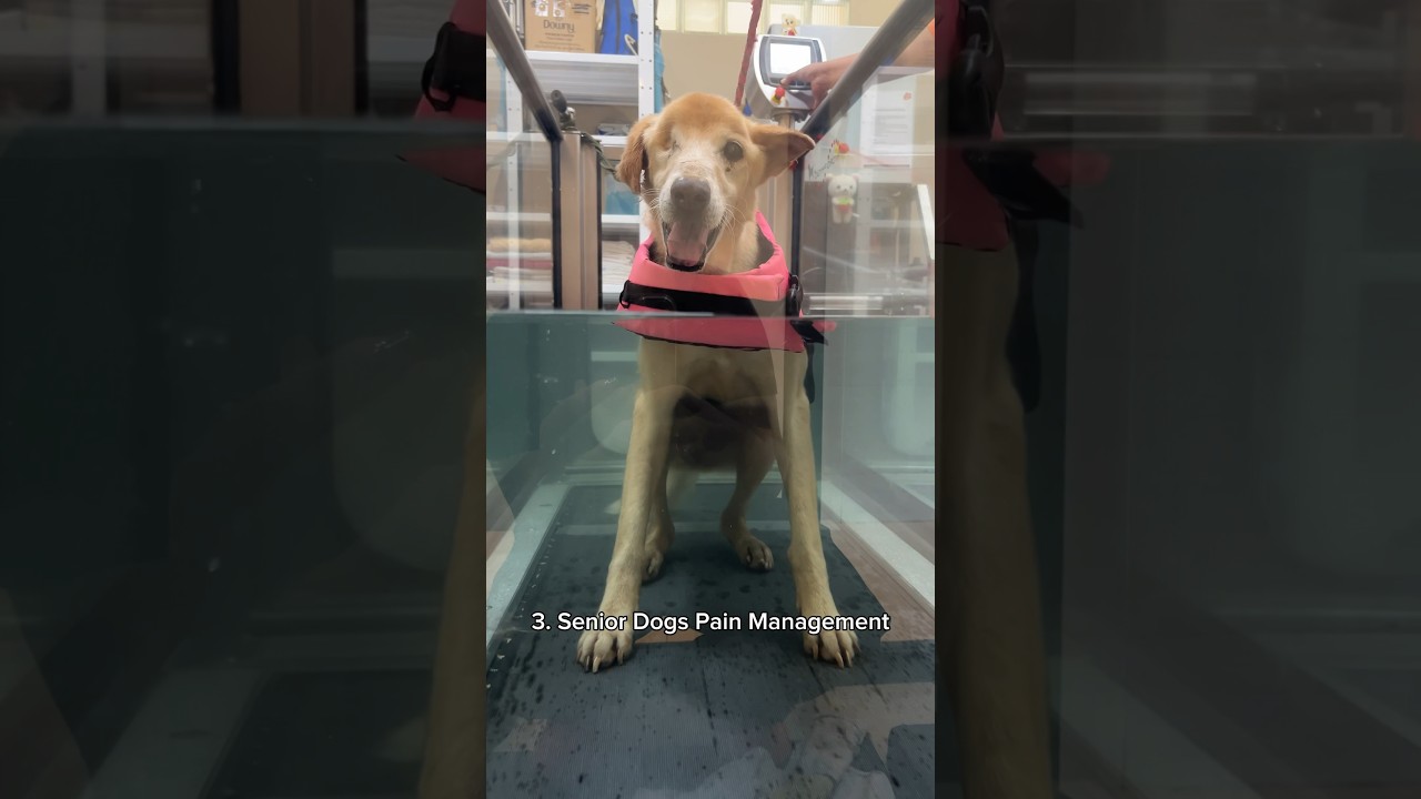 Hydrotherapy for rescue dogs