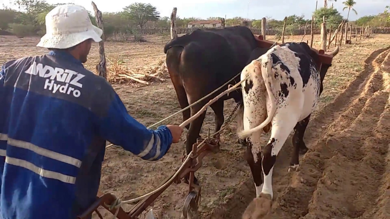 Arando terra moda antiga com bois na Ganga 31-03-17