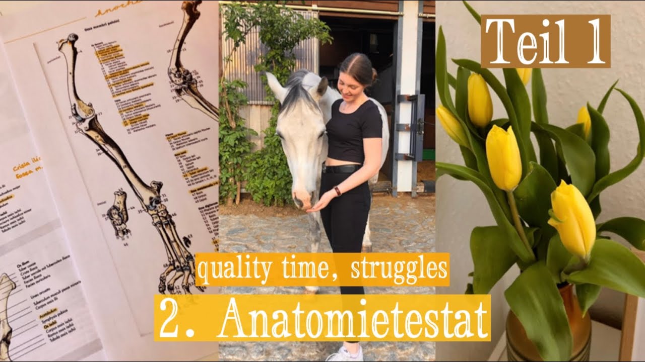 Neuer VLOG, Alltag als Tiermedizinstudentin, 2. Anatomietestat