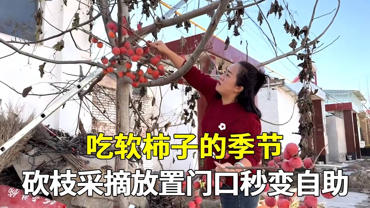 又到软柿季，二胖和老爸上树砍枝摘果！门口摆起“自助柿子摊”，谁吃谁摘太过瘾【老挝媳妇中国老公】