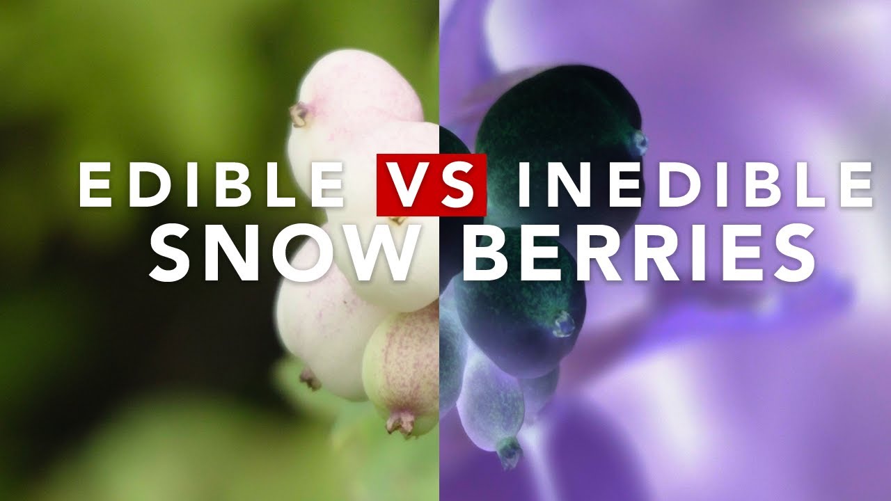 EDIBLE VS INEDIBLE SNOW BERRIES