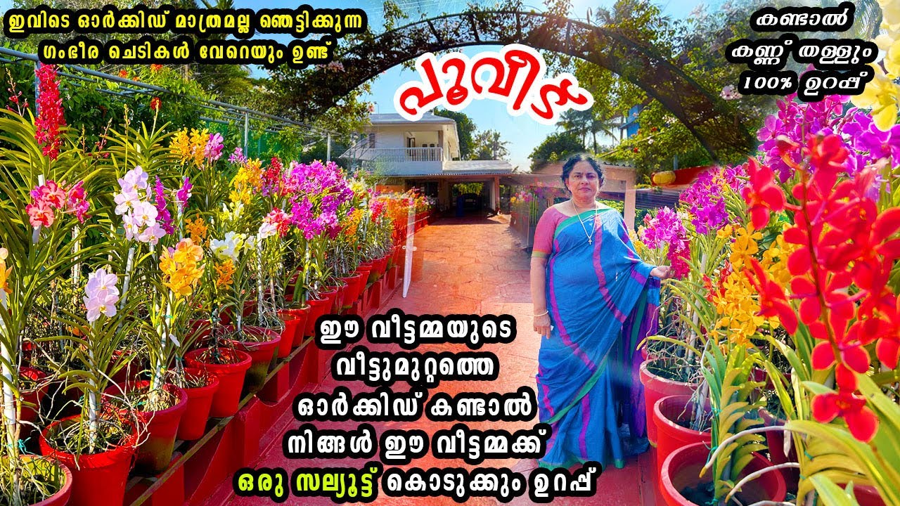 വീട്ടുമുറ്റം പൂങ്കാവനമാക്കിയ ആനി എന്ന വീട്ടമ്മ..കണ്ടാൽ കണ്ണുതള്ളും😳|Kerala‘s Biggest Orchid Home