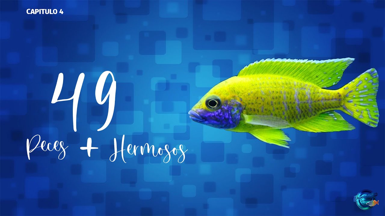 Los 49 Peces Más Hermosos Del Mundo (Parte 4)