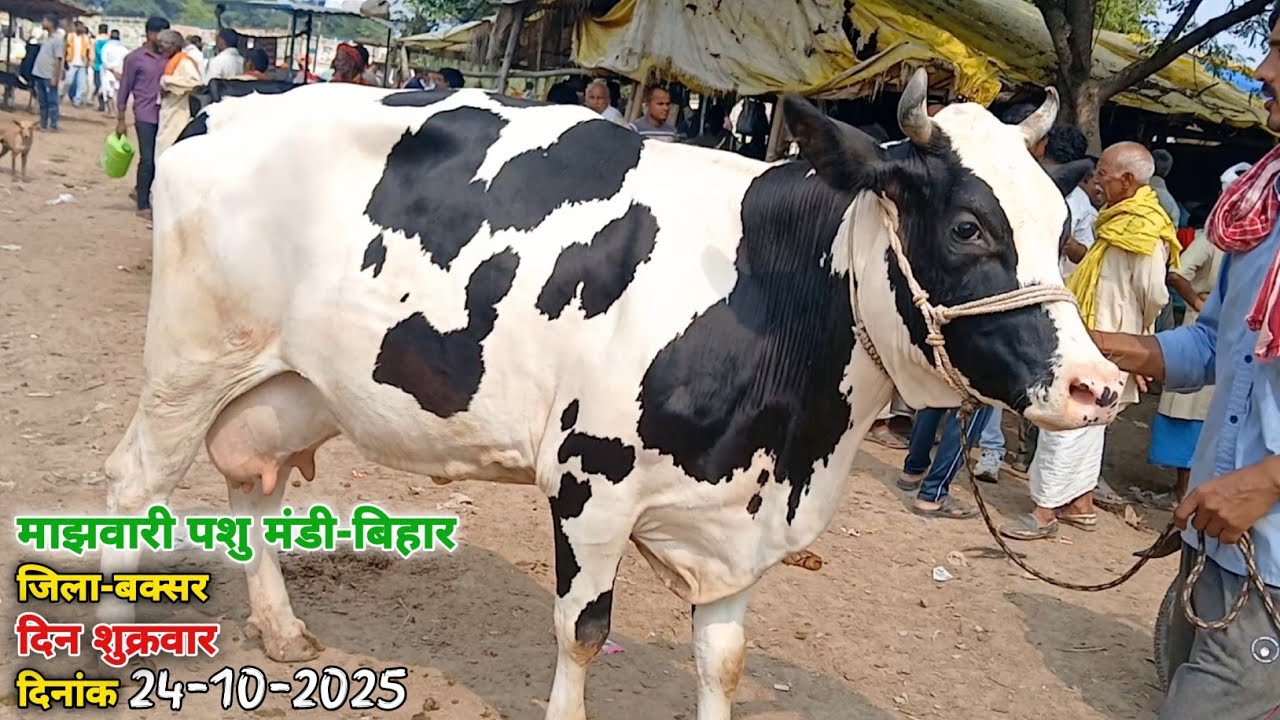 #छठ​ पर्व से पहले माझवारी मंडी मे बिकाऊ गाय सस्ते दामों में | Bihar Cow Mandi | Bihar majhwari mela