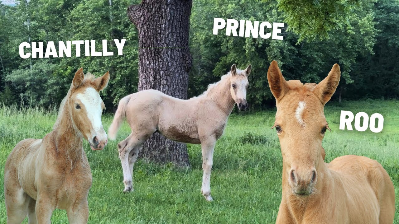 Can The Foals Get Along….Baby Horse Round Up!