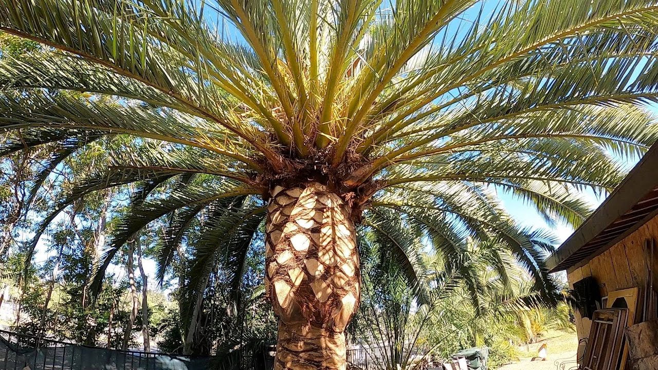 Poda DE Palma Canaria con Escalera / Escondido CA