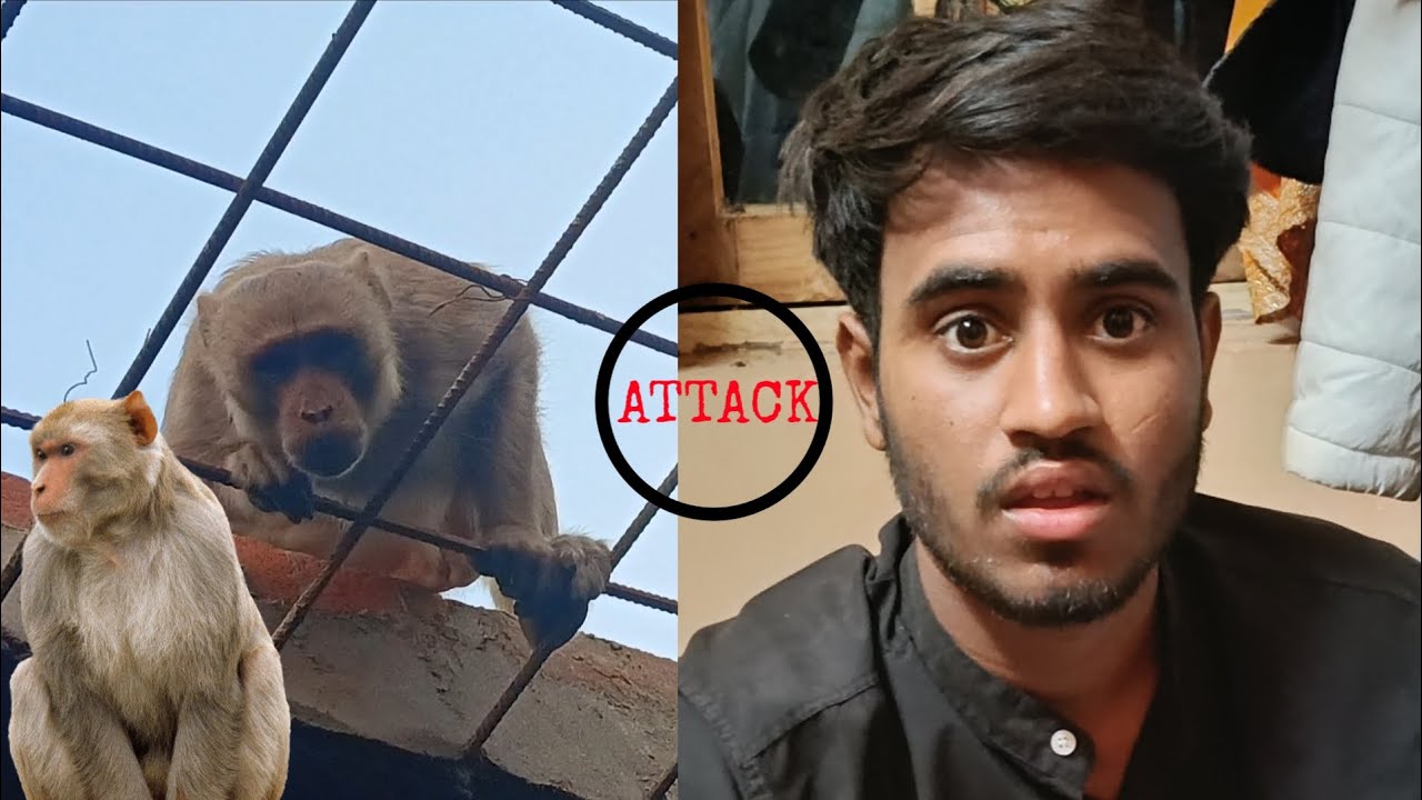 Monkey with attack❓