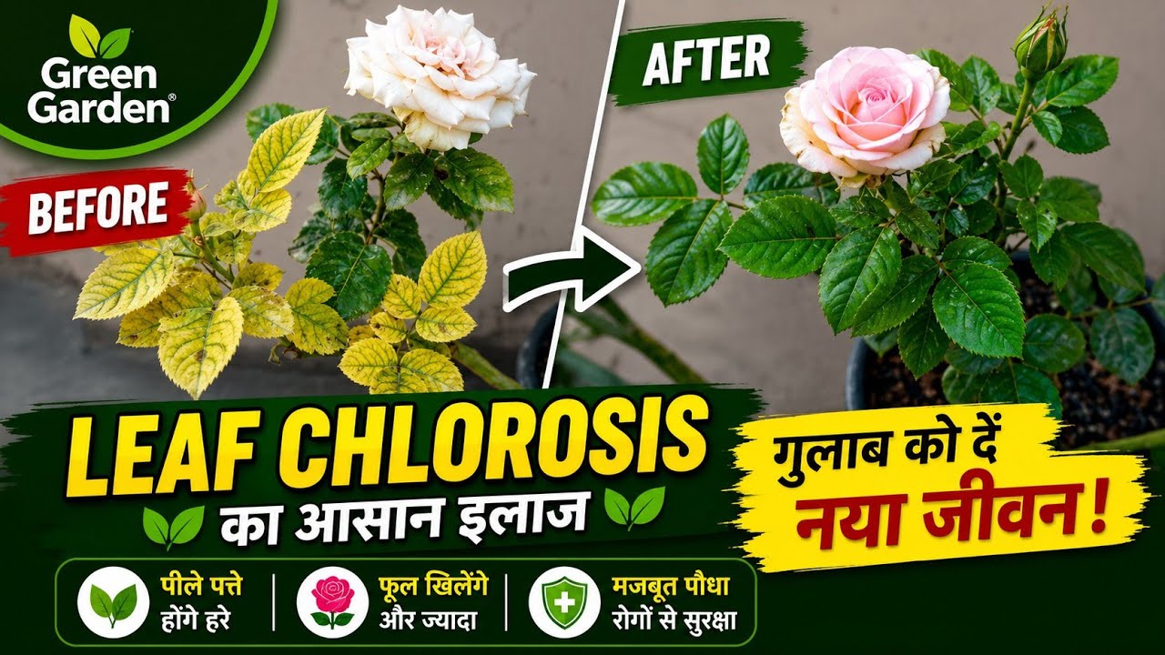 Rose Plant Leaf Chlorosis | Peeli Patti Ka Exact Ilaj