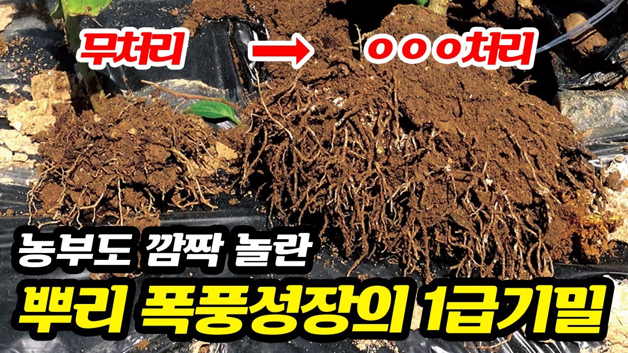 농부도 깜짝 놀란 고추 뿌리 폭풍성장의 1급기밀!