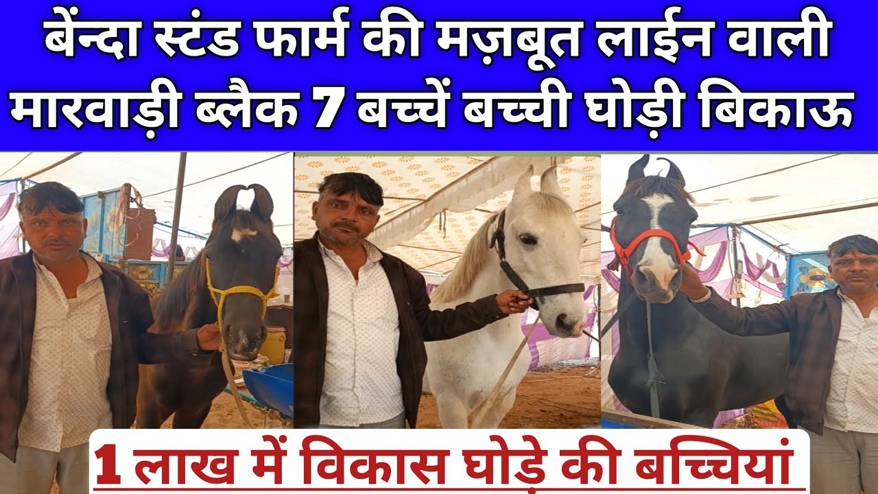 Nagaur 1 lakh mein black majboot line wali 7 ghodiya bikau।1 लाख में लाईन वाली घोड़ियां।Nagaur Mela।