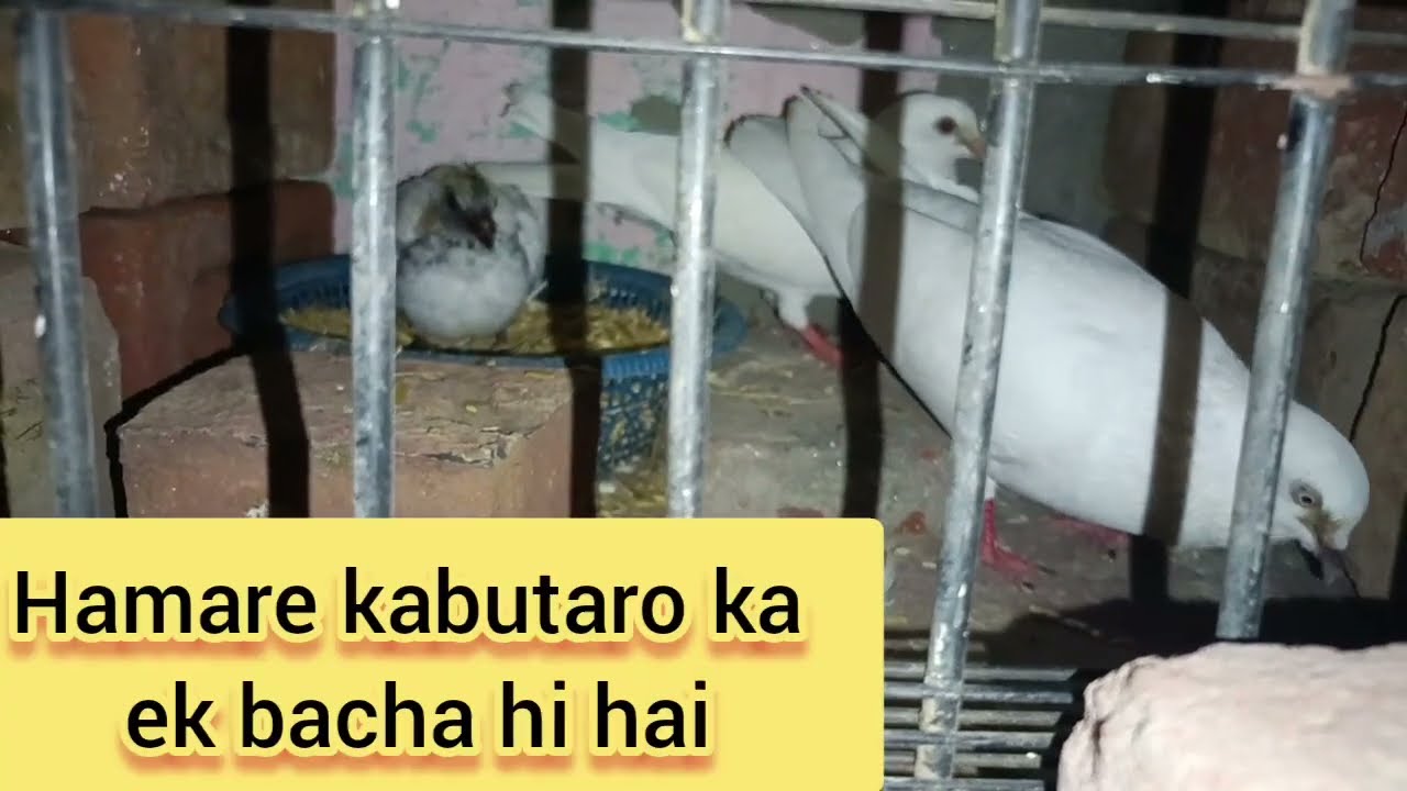 Hamare pass ek hi joda hai or baby bhi👍🏻 #viral #pigeon 