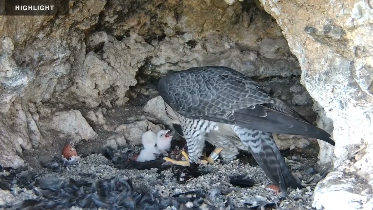 Castle Rock Falcons - Raptor Research Project | 2025 Highlights