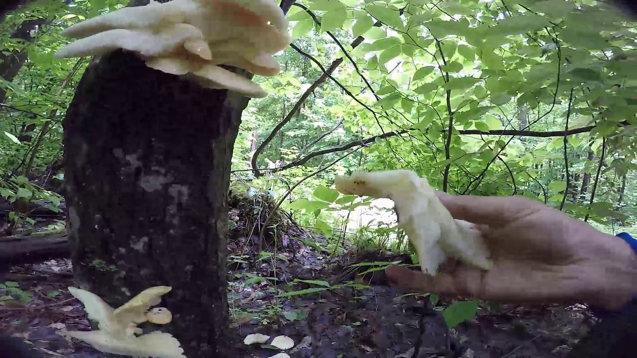 Spring Oyster Mushroom Hunting Tips
