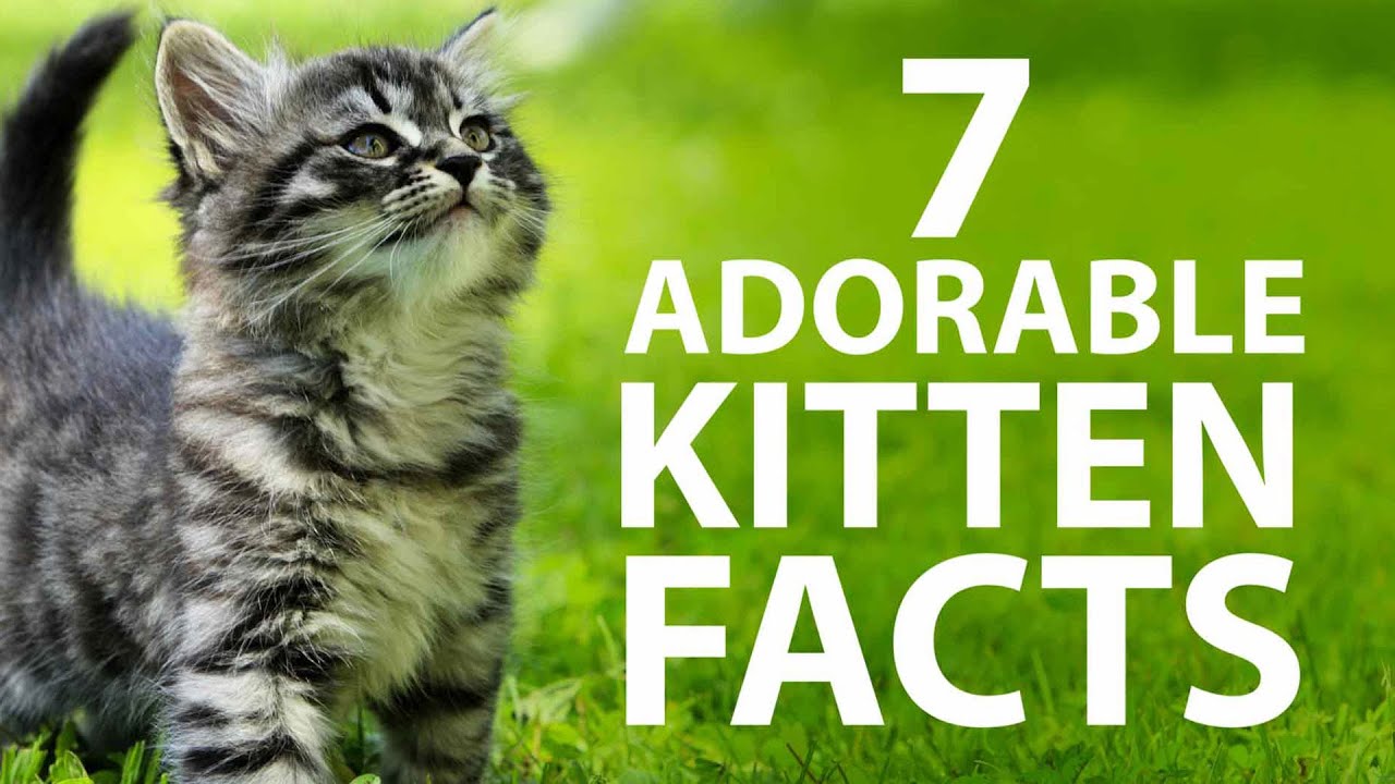 7 Adorable Kitten Facts